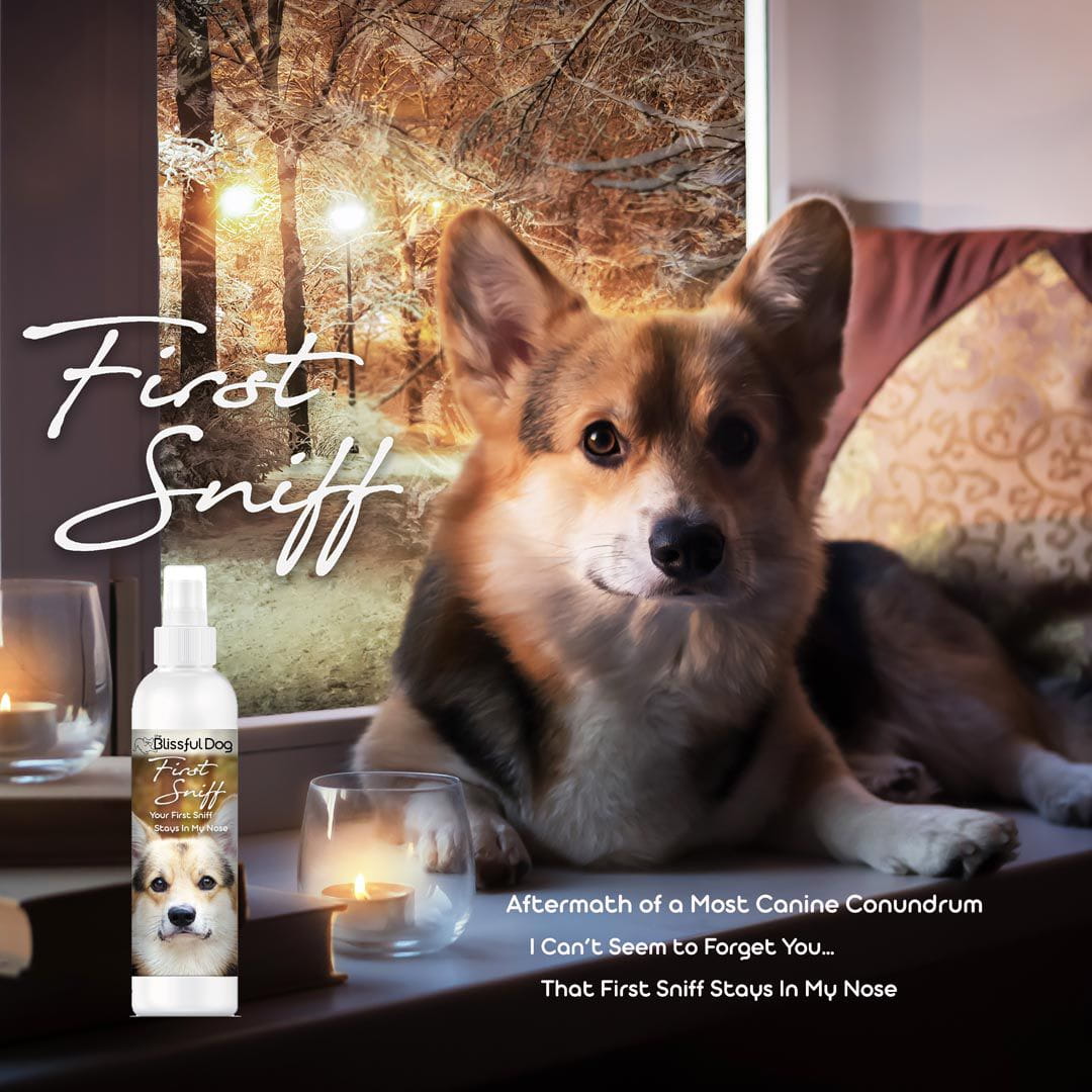 corgi cologne